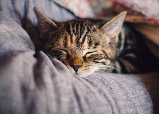 En katt sover och spinner i sin ägares famn.