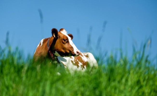 En brunvit ko njuter av sommare liggande på bete.