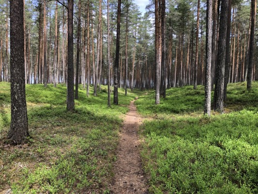 skogsväg i en grön skog